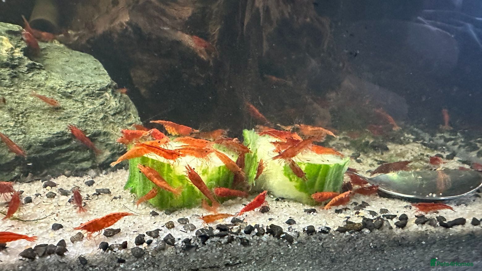 Shrimps fish Red cherry shrimp - Advert 1