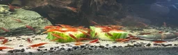 Shrimps fish for sale: Red cherry shrimp in Ryton - Advert 1