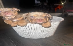 English Bulldog dogs for sale: 2 Lilac Tri english bulldogs - Advert 2