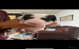 Mixed Breed dogs for sale: adorable Lurcher puppies - Image 11