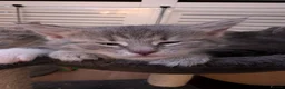 Mixed Breed cats for sale: 6 Maine coon cross domestic short hair kittens  - Advert 21