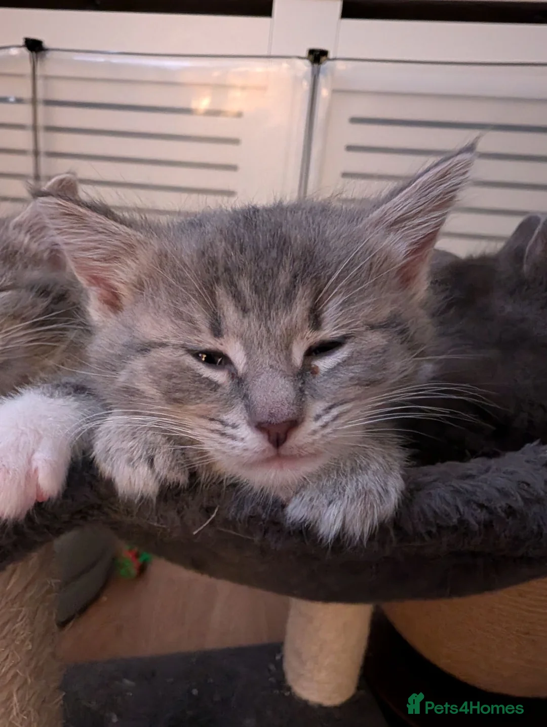 Mixed Breed cats for sale: 6 Maine coon cross domestic short hair kittens  - Advert 21