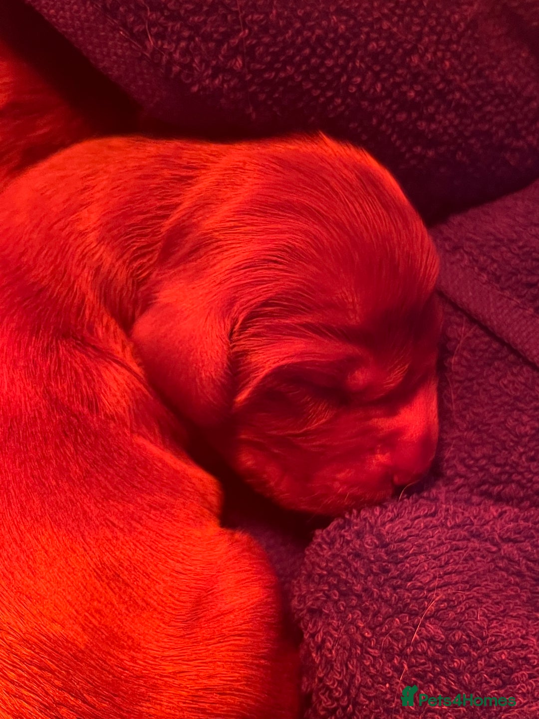 Irish Setter dogs for sale: Quality Irish setter puppies KC Registered - Advert 9