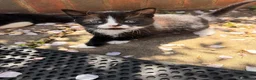 Mixed Breed cats for sale: Kittens looked for new home in Ashford - Advert 11