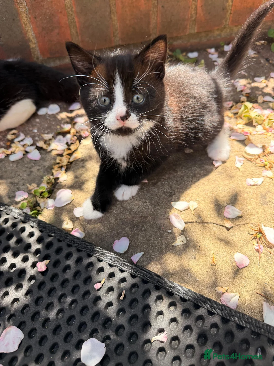 Mixed Breed cats for sale: Kittens looked for new home in Ashford - Advert 11