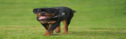Rottweiler dogs for stud: ABSOLUTELY BEAUTIFUL KC Health Tested *FOR STUD* in Mansfield - Advert 30