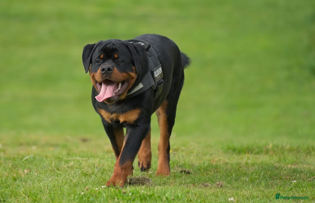 Rottweiler dogs for stud: ABSOLUTELY BEAUTIFUL KC Health Tested *FOR STUD* in Mansfield - Advert 30