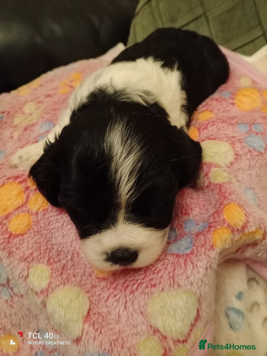 Cavapoo dogs for sale: A stunning litter of cavapoo beautiful costs  - Image 13