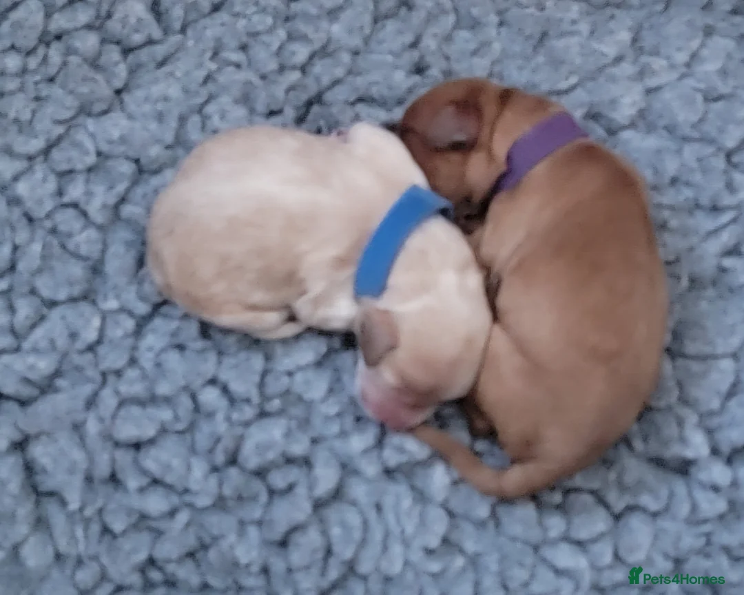 Maltipoo dogs for sale: F1b Maltipoo  - Advert 16