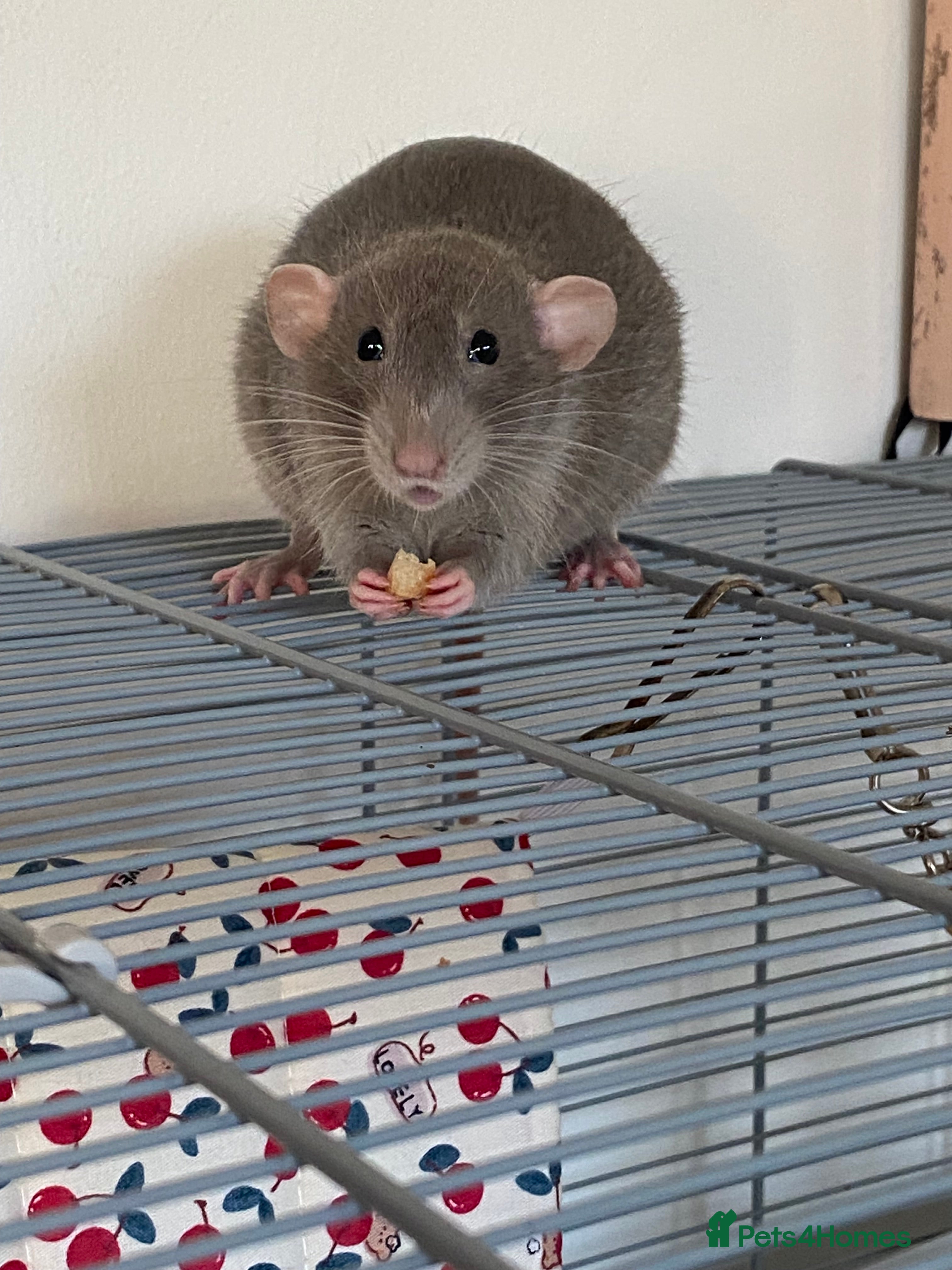 Rat rodents  female dumbo rat 10 months old with and cage  - Advert 2