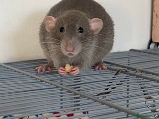 Rat rodents female dumbo rat 10 months old with and cage - Advert 2