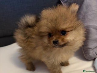 Pomeranian dogs Amazing KC pom puppies. Cute and playful - Advert 3