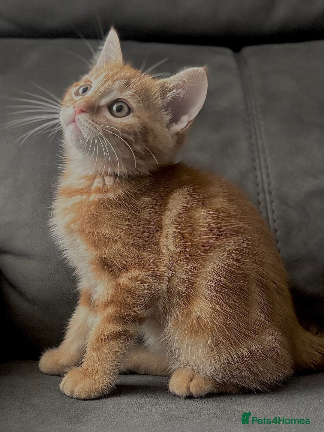 British Shorthair cats for sale: Beautiful Purebreed British Shorthair X Tabby - Image 12