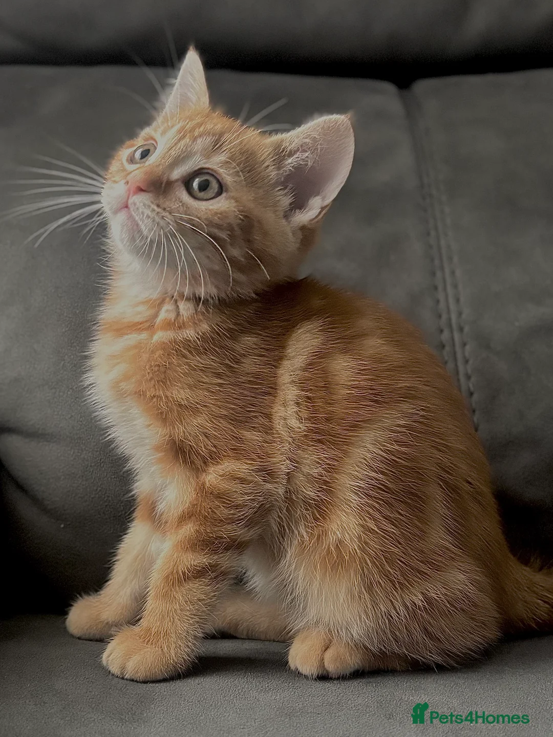 British Shorthair cats for sale: Beautiful Purebreed British Shorthair X Tabby - Advert 12