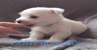 West Highland Terrier dogs - Advert 16