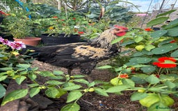 Chickens poultry for sale: Cockerel for sale  - Image 1