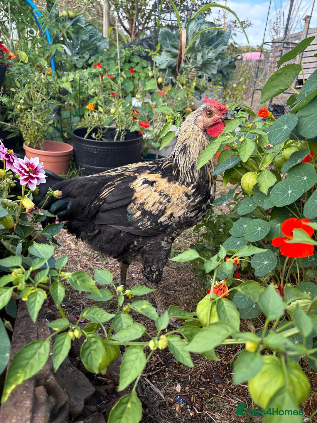 Chickens poultry for sale: Cockerel for sale  - Image 1