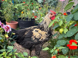 Chickens poultry - Advert 16