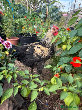 Chickens poultry - Advert 12