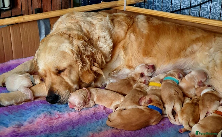 Golden Retriever dogs - Advert 10