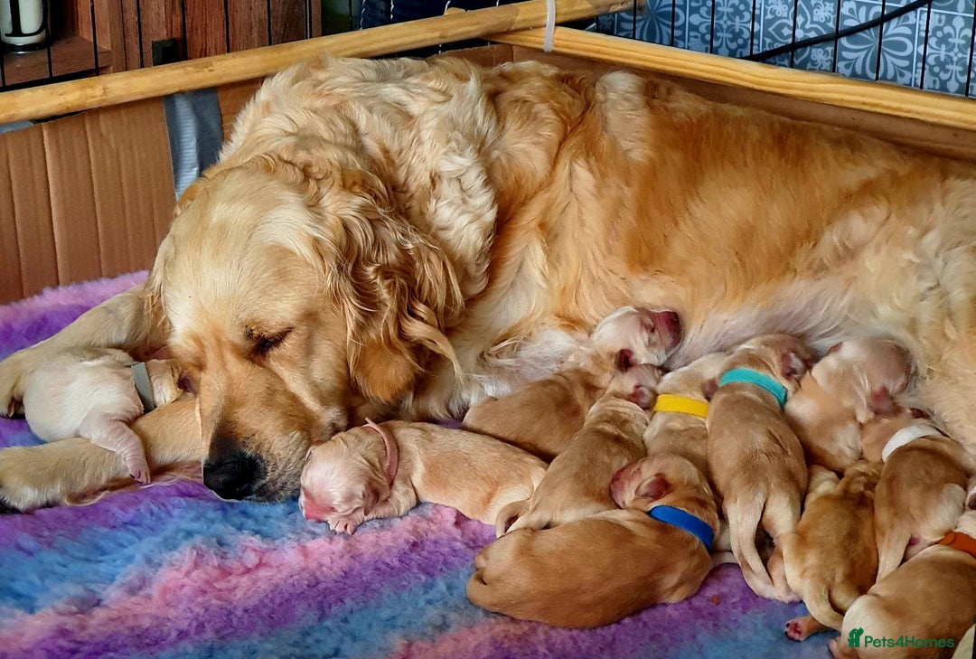 Golden Retriever dogs for sale: 🐕‍🦺Beautiful Pedigree Golden Retriever Puppies🦮 - Image 1