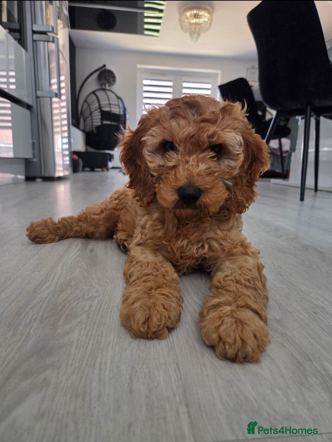 Cockapoo dogs 🩷 Stunning F1 cockapoo girl 🩷 ready today  - Advert 1