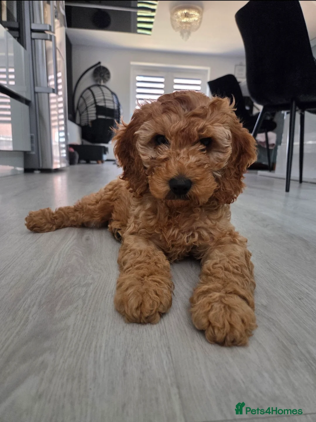 Cockapoo dogs for sale: 🩷 Stunning F1 cockapoo girl 🩷 ready today  in Coventry - Advert 1