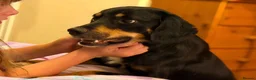 Mixed Breed dogs for sale: Cocker x Australia kelpie  in Chard - Advert 2