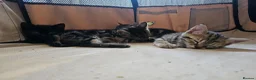 Mixed Breed cats for sale: Stunning Bombay Cross Kittens – Trained & Playful - Advert 9
