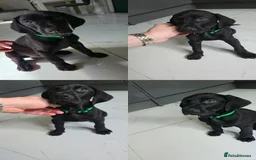Mixed Breed dogs for sale: Dobermann X Weimaraner Cross Mix Puppies - Image 9