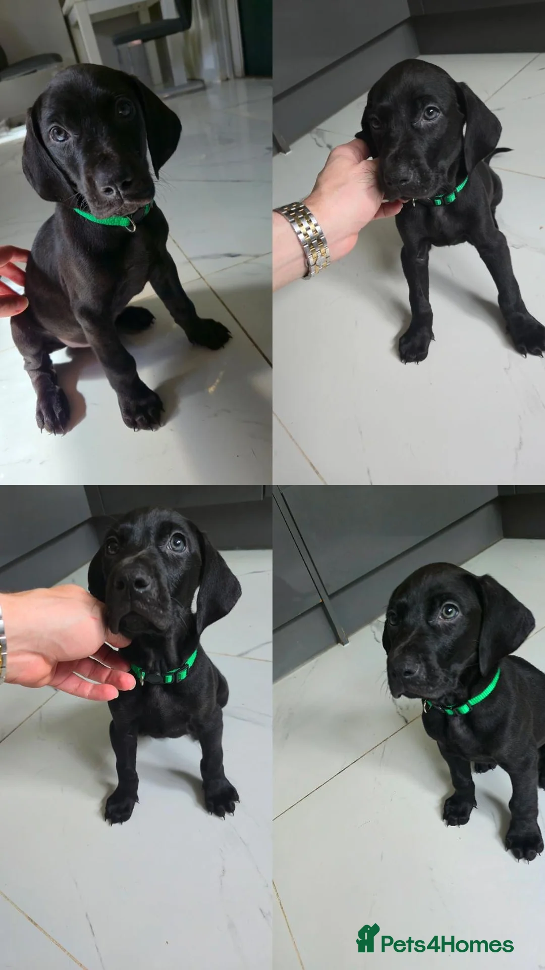 Mixed Breed dogs for sale: Dobermann X Weimaraner Cross Mix Puppies - Image 9
