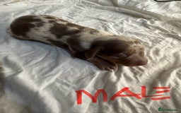 Miniature Dachshund dogs for sale: 6 Miniature Dachshund babies - Image 6