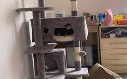 British Shorthair cats for sale: Loving female cat  - Image 1