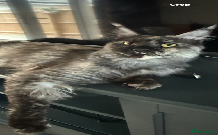 Maine Coon cats - Advert 5