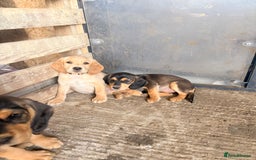 Cockerdor dogs for sale: cockerdor puppies - Image 1