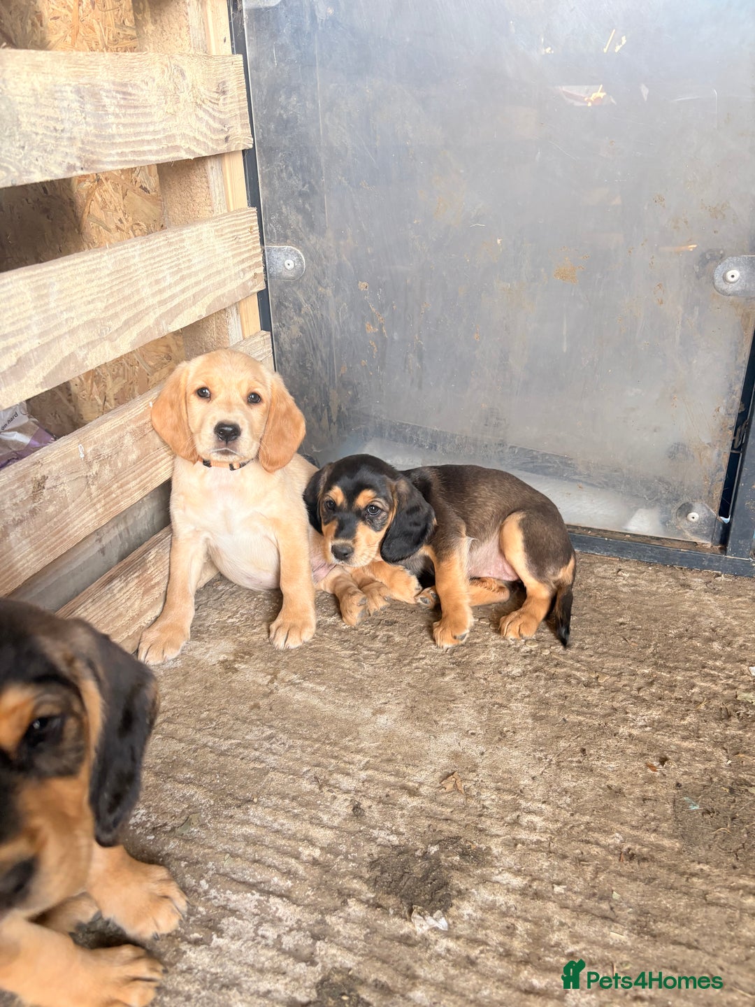 Cockerdor dogs for sale: cockerdor puppies - Image 1