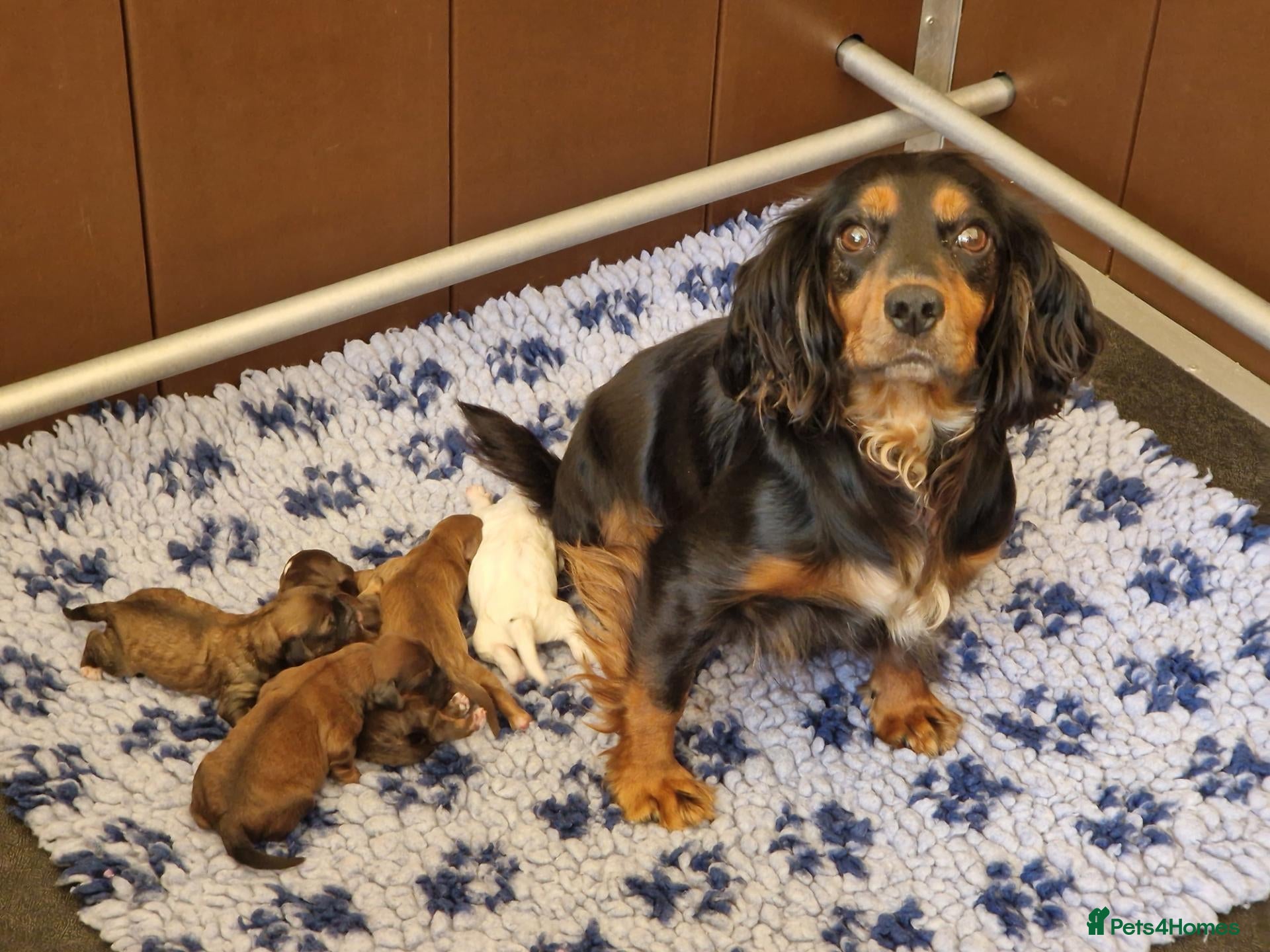 Cockapoo dogs 💥RARE COLOUR H/TESTED TOY F1 COCKAPOOS FOR SALE💥 - Advert 16