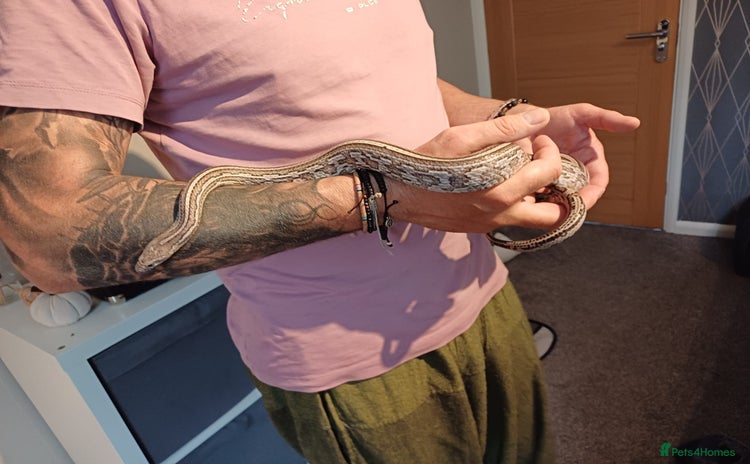 Corn Snake reptiles - Advert 1