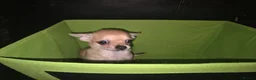 Chihuahua dogs for sale: Quality KC registered puppies  in Chatham - Advert 11