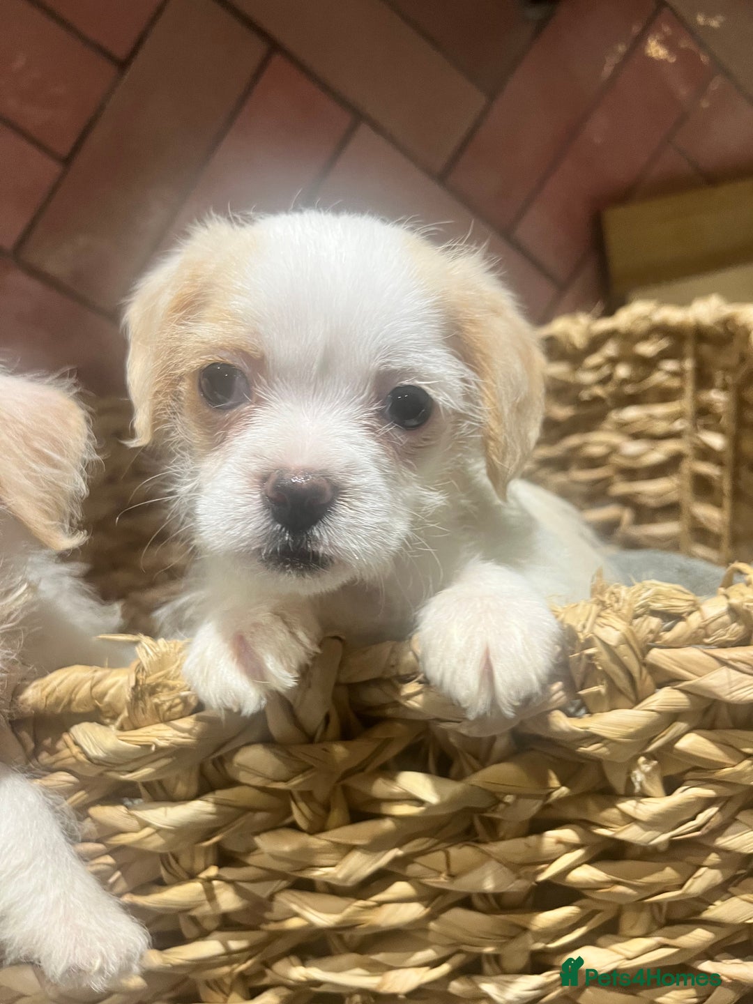 Chipoo dogs for sale: Our Beautiful Chipoo puppies for sale  - Advert 2