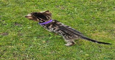 Bengal cats - Advert 7
