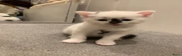 Mixed Breed cats for sale: Very cute spotty kittens for sale - Advert 19