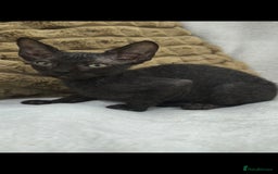 Sphynx cats for sale: Mixed sphynx kittens for sale  - Image 2