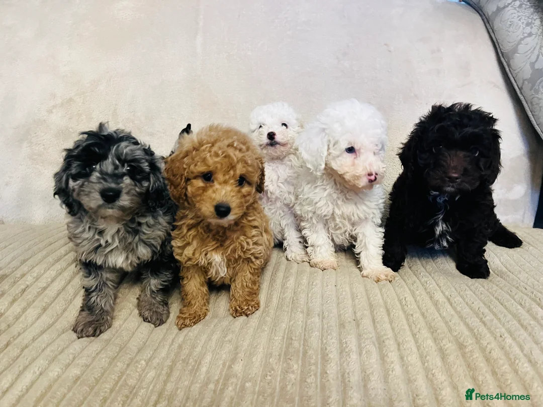 Cockapoo dogs for sale: Stunning f1b cockapoo puppys  - Advert 7