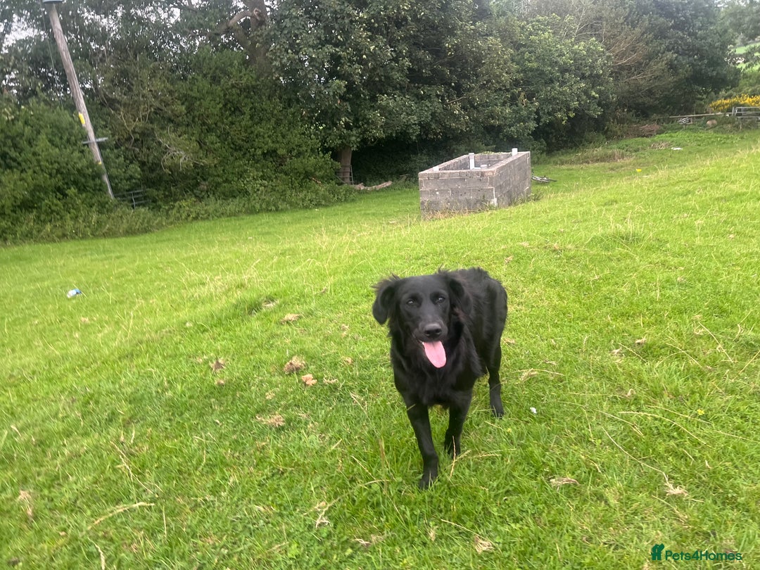 Goldador dogs for sale: Shep  - Image 10