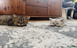 Scottish Fold cats for sale: Scottish Fold X Scottish Straight  in Wolverhampton - Image 9
