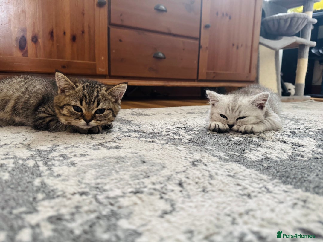 Scottish Fold cats for sale: Scottish Fold X Scottish Straight  in Wolverhampton - Image 9