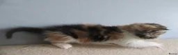 Exotic cats for sale: Lovely exotic kittens - Advert 2