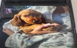 Cocker Spaniel dogs for sale: Cocker spaniel puppy's for sale  - Image 1