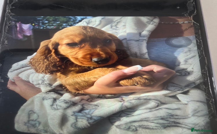 Cocker Spaniel dogs - Advert 6